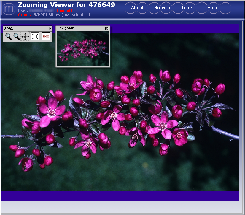 Zooming Viewer